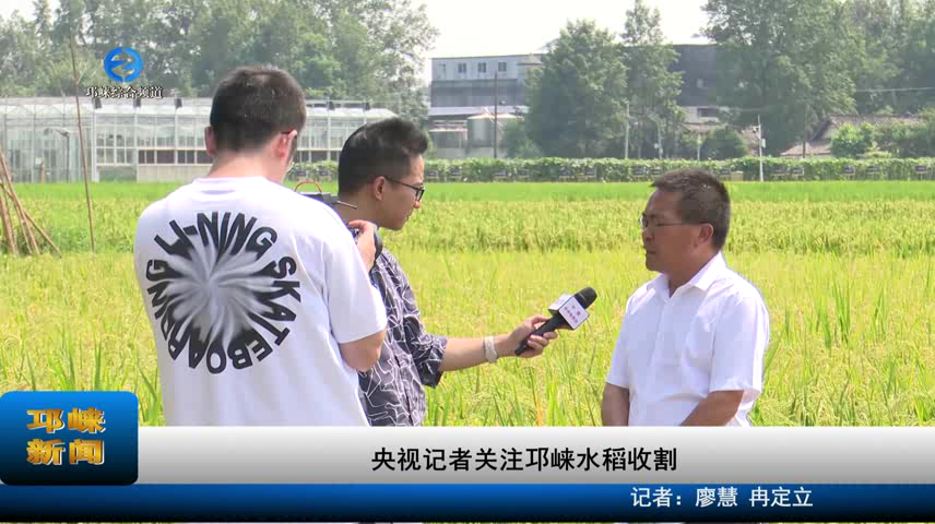 【20230905】央视记者关注邛崃水稻收割