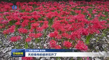 【20250912】天府绿舟的彼岸花开了