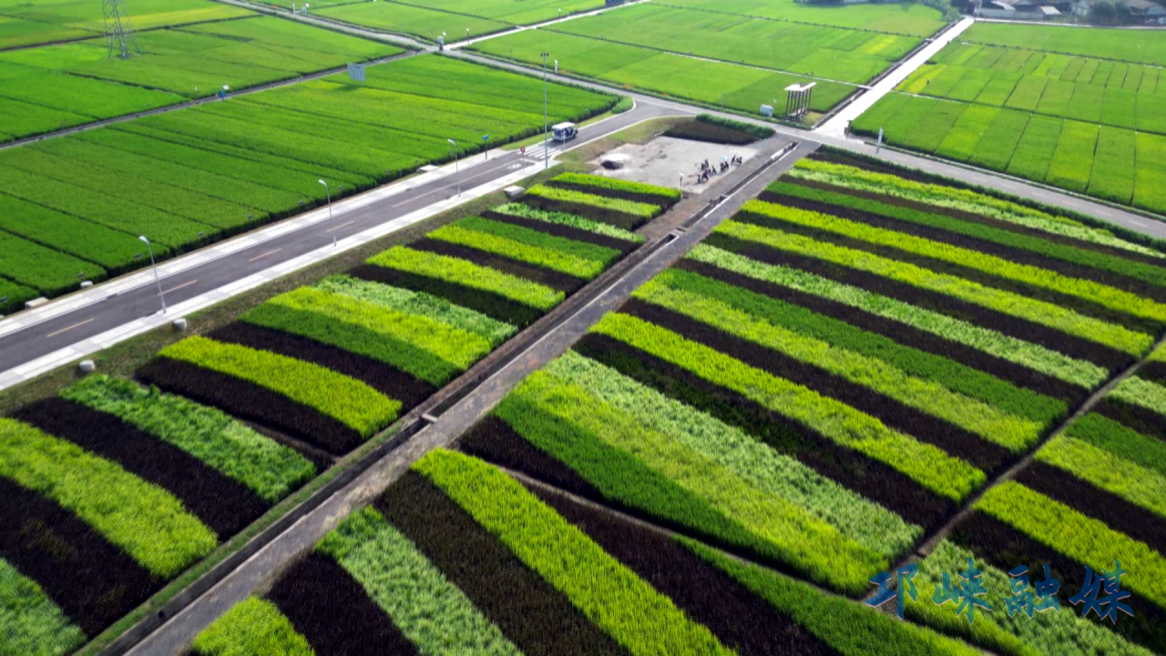 世界粮食日丨从实验室到田间地头，邛崃奋力打造新时代更高水平 “天府粮仓”