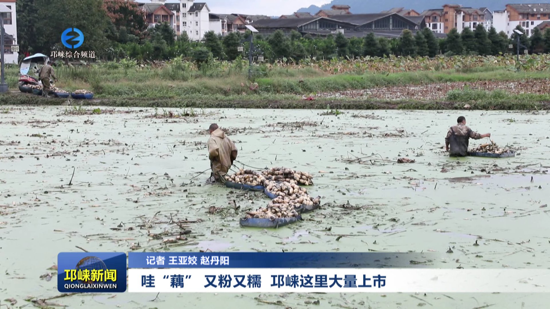 【20251021】哇“藕” 又粉又糯 邛崃这里大量上市！