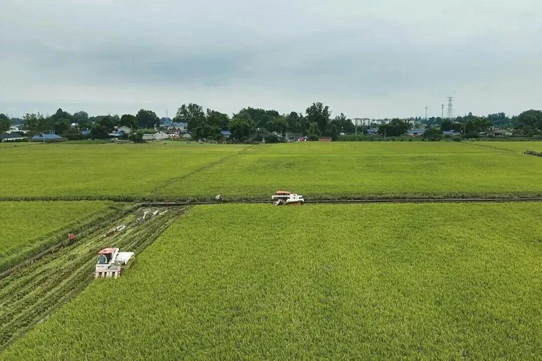 成都水稻绿色高产挑战赛，邛崃包揽“双金”