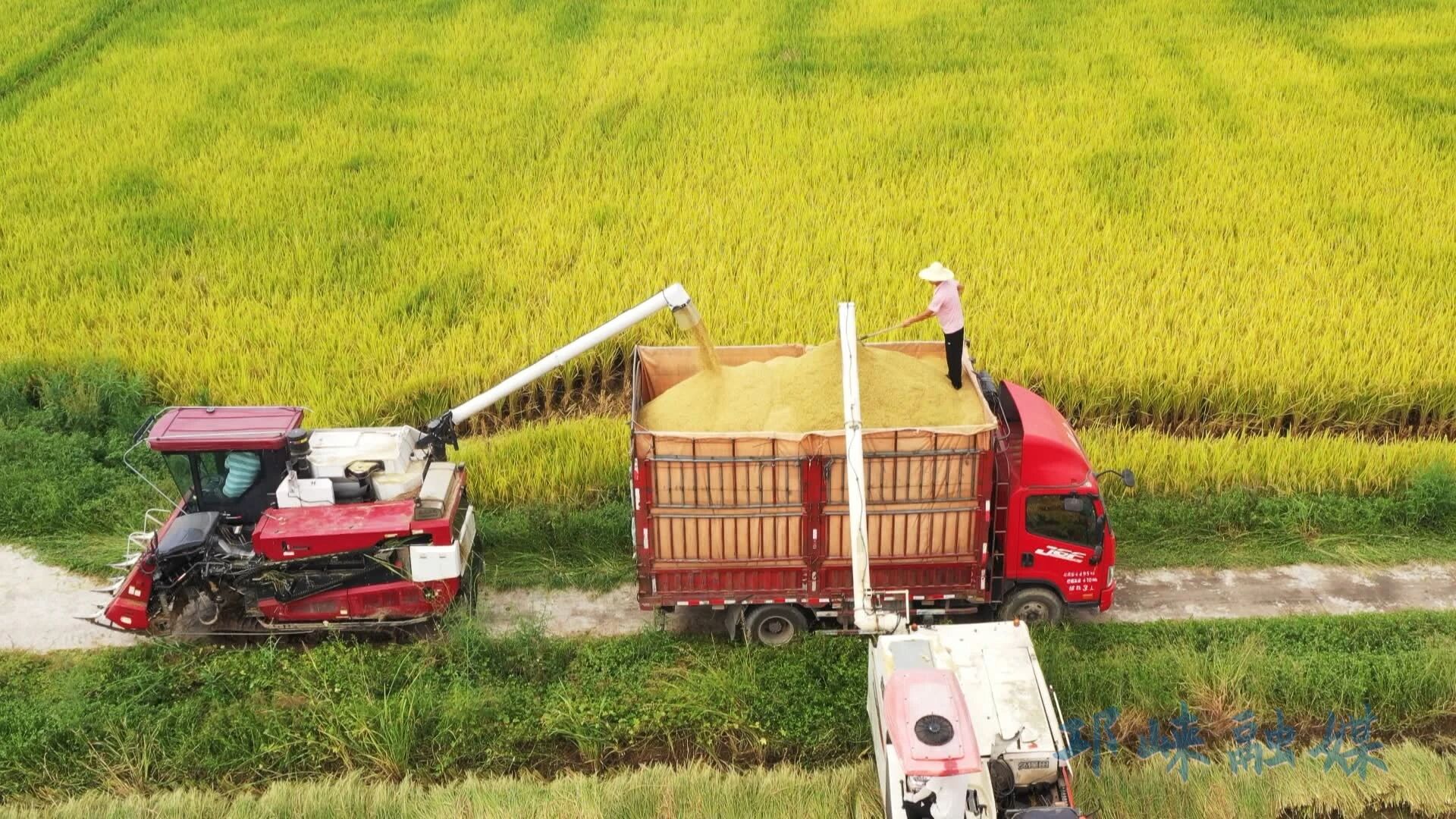 邛崃市推出全国首款带产品碳标签的“碳中和”大米“冉义贡米”