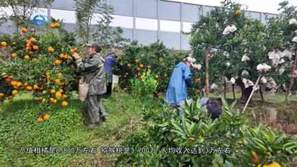 【20251104】固驿街道：经果满枝富乡村 产业振兴添动能