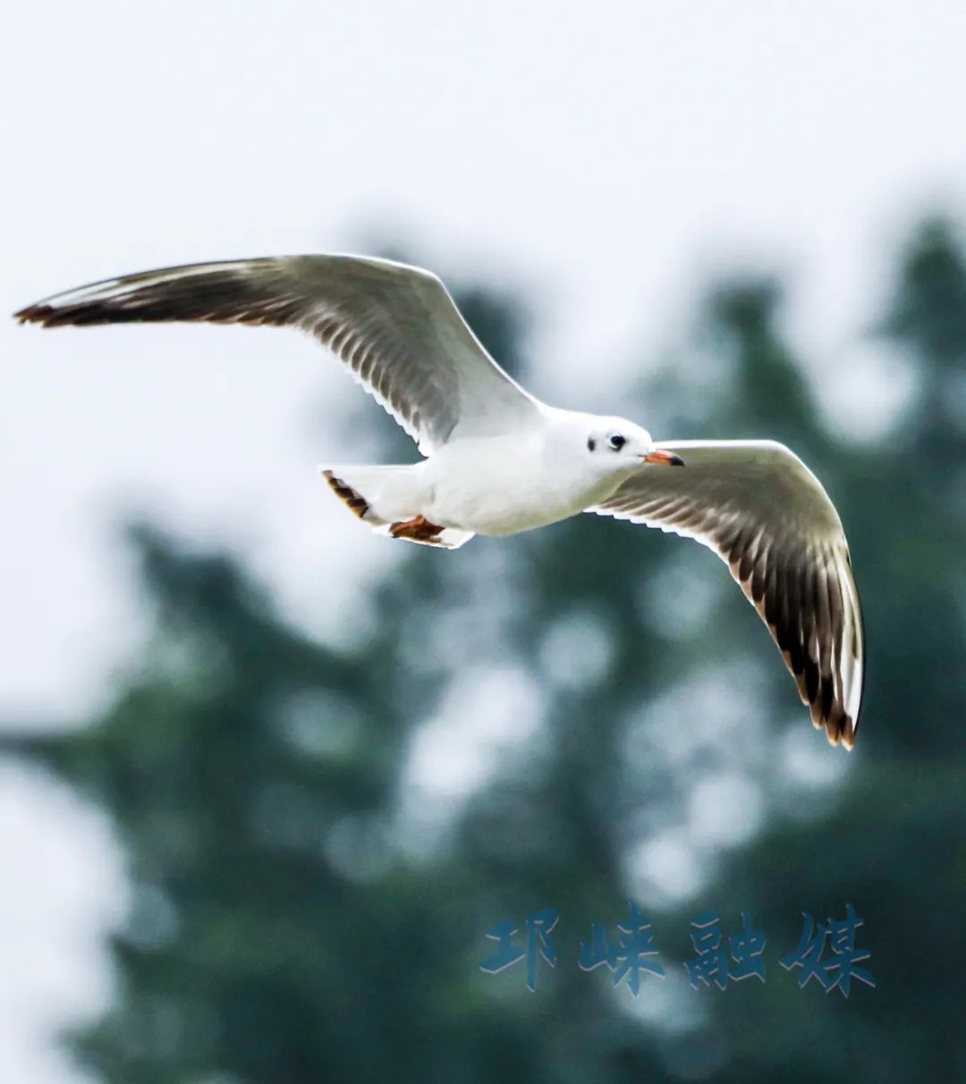 生态向好成“吸鸟”密码，红嘴鸥“做客”邛崃南河