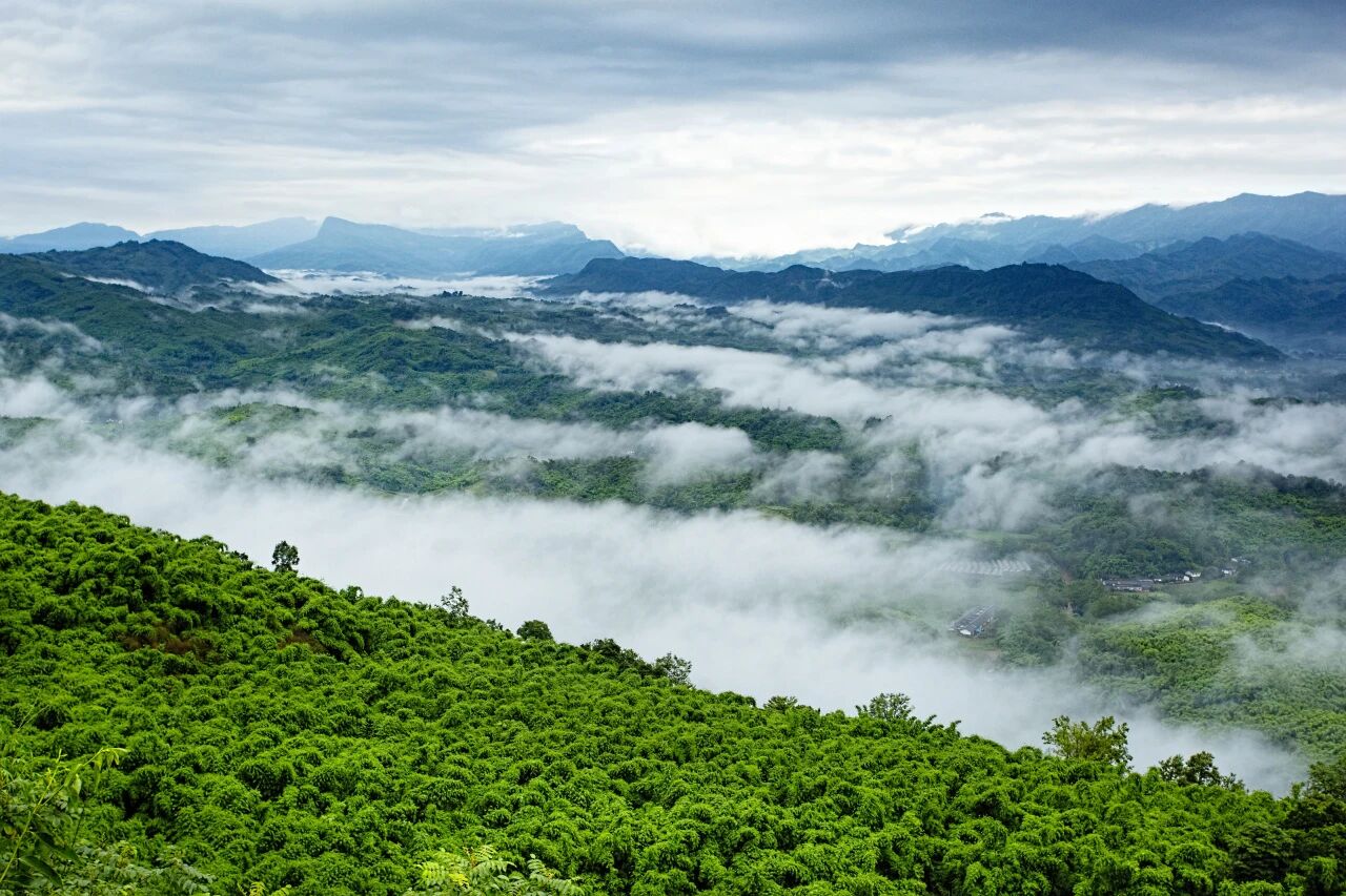 青山为卷，谱写新篇！邛崃国有林场：守护“绿色宝藏”的自然保险库