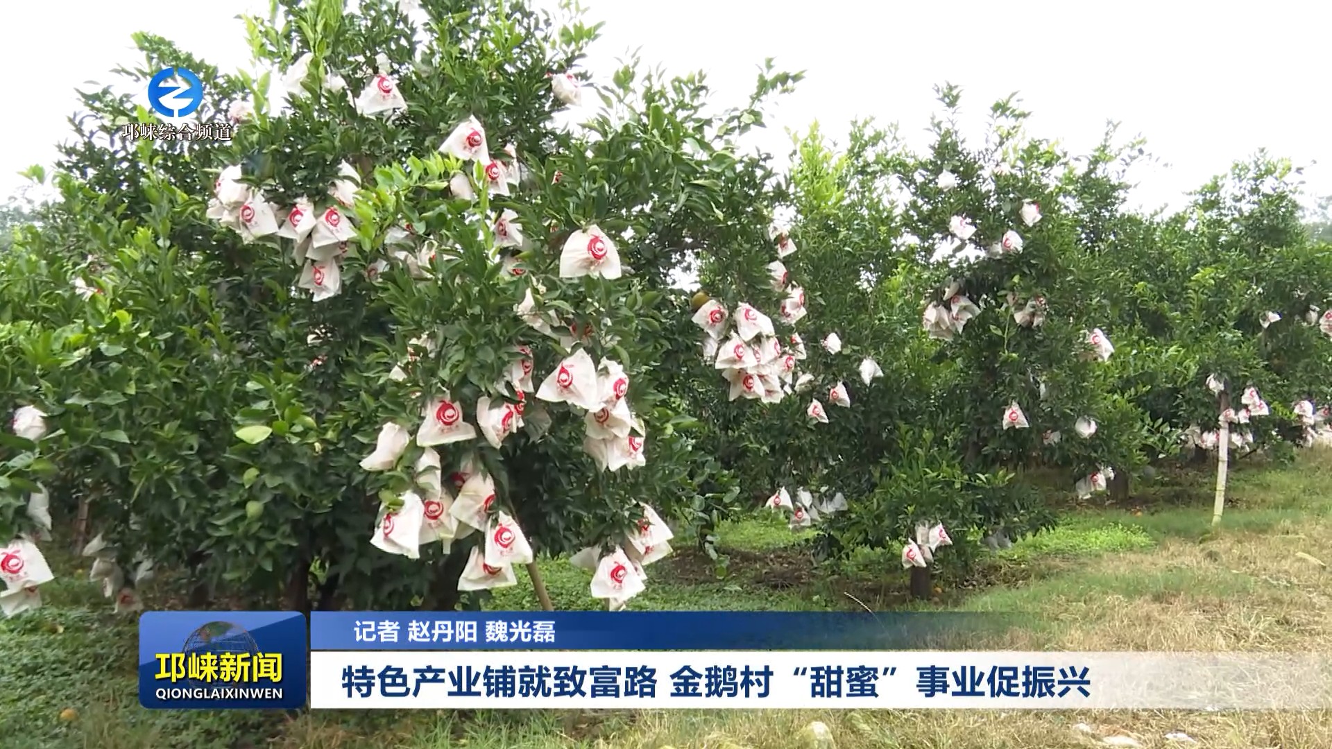 【20251113】特色产业铺就致富路 金鹅村“甜蜜”事业促振兴