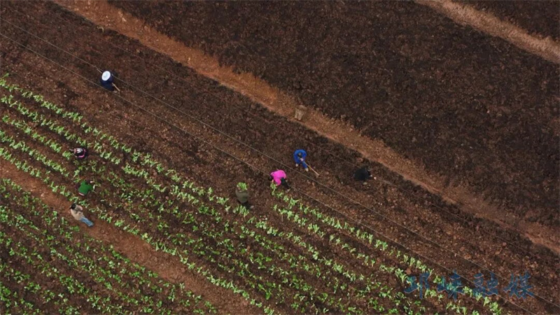 “硒”望田野！邛崃这个村解锁乡村振兴“新赛道”