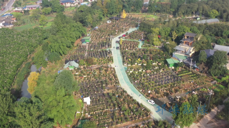 以盆景为笔，绘就邛崃乡村振兴绿色画卷