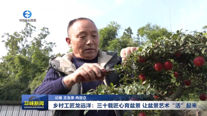 【20251125】乡村工匠龙远洋：三十载匠心育盆景 让盆景艺术“活”起来