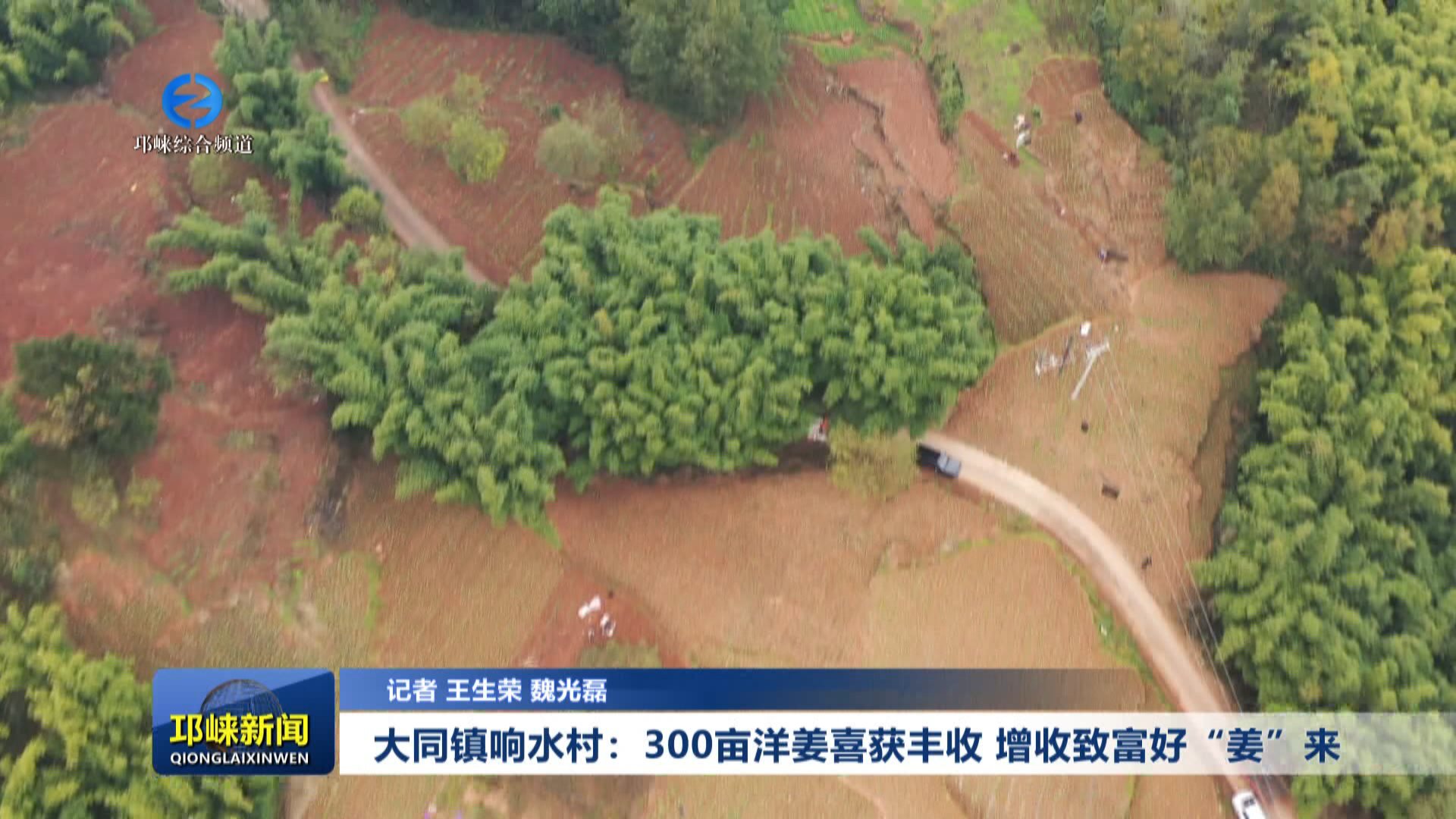 【20251208】大同镇响水村：300亩洋姜喜获丰收 增收致富好“姜”来