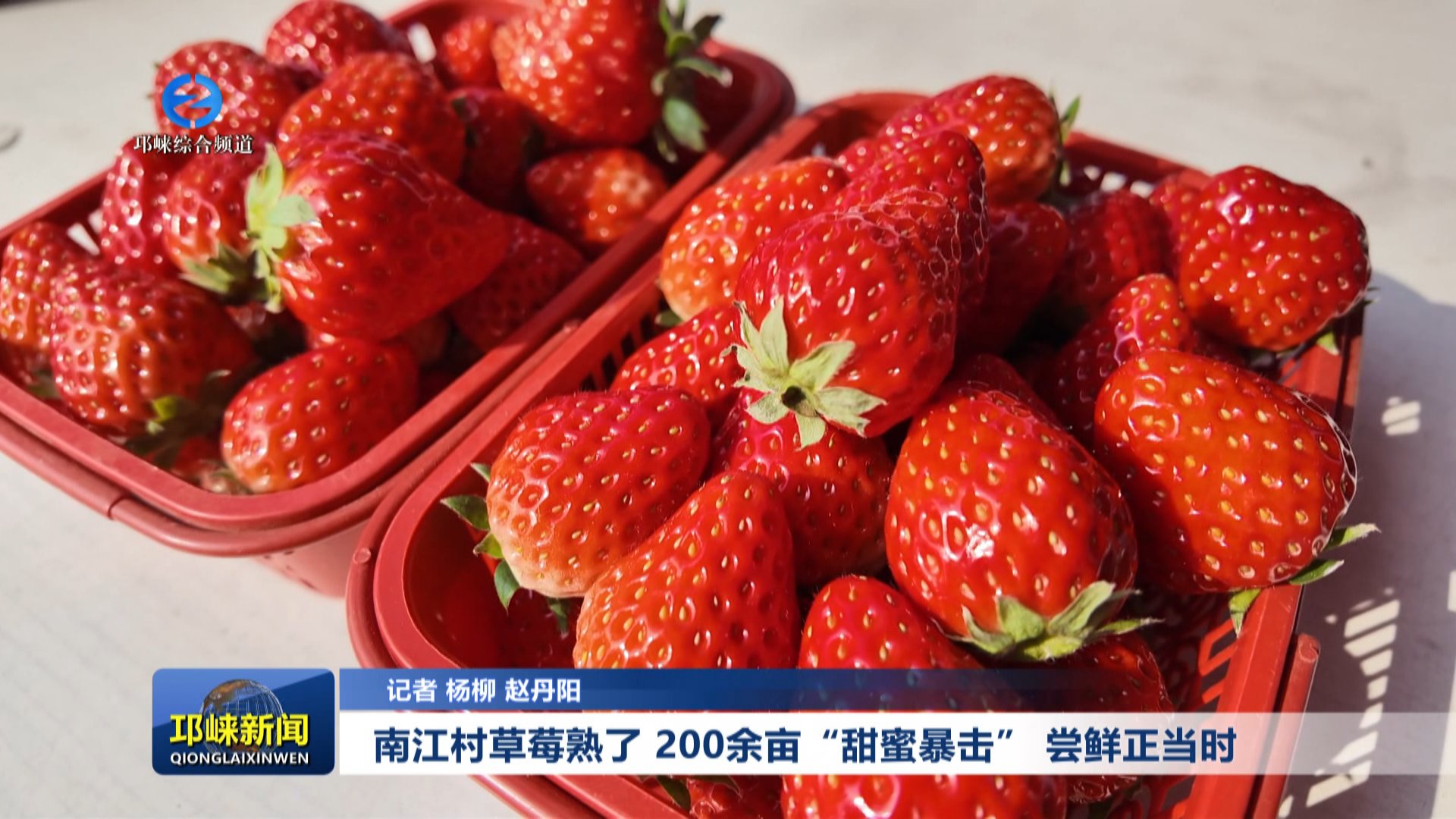 【20251216】南江村草莓熟了 200余亩“甜蜜暴击” 尝鲜正当时