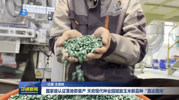 【20260107】国家级认证落地即量产  天府现代种业园赋能玉米新品种 “直达田间”