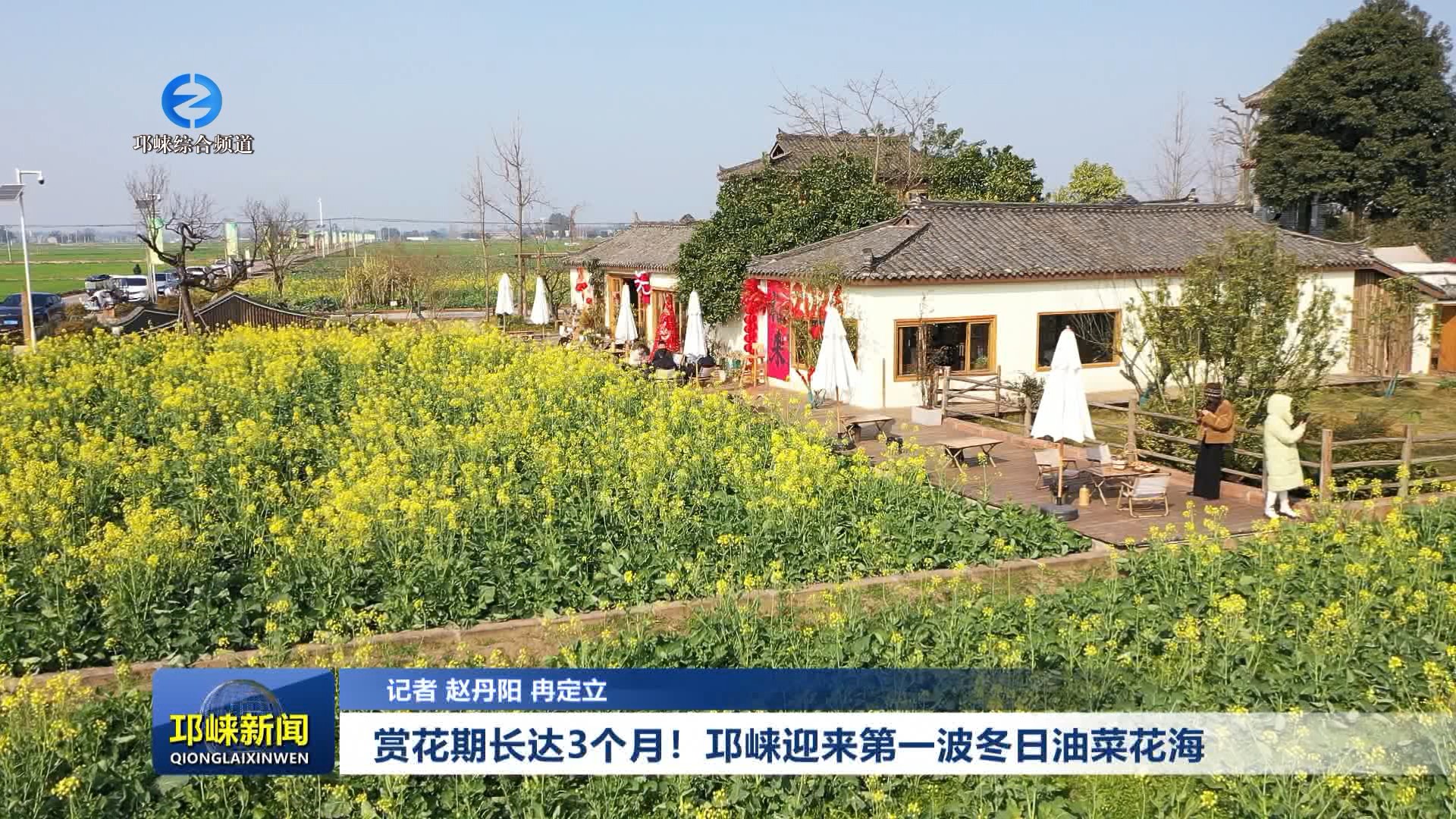 【20260108】赏花期长达3个月！邛崃迎来第一波冬日油菜花海