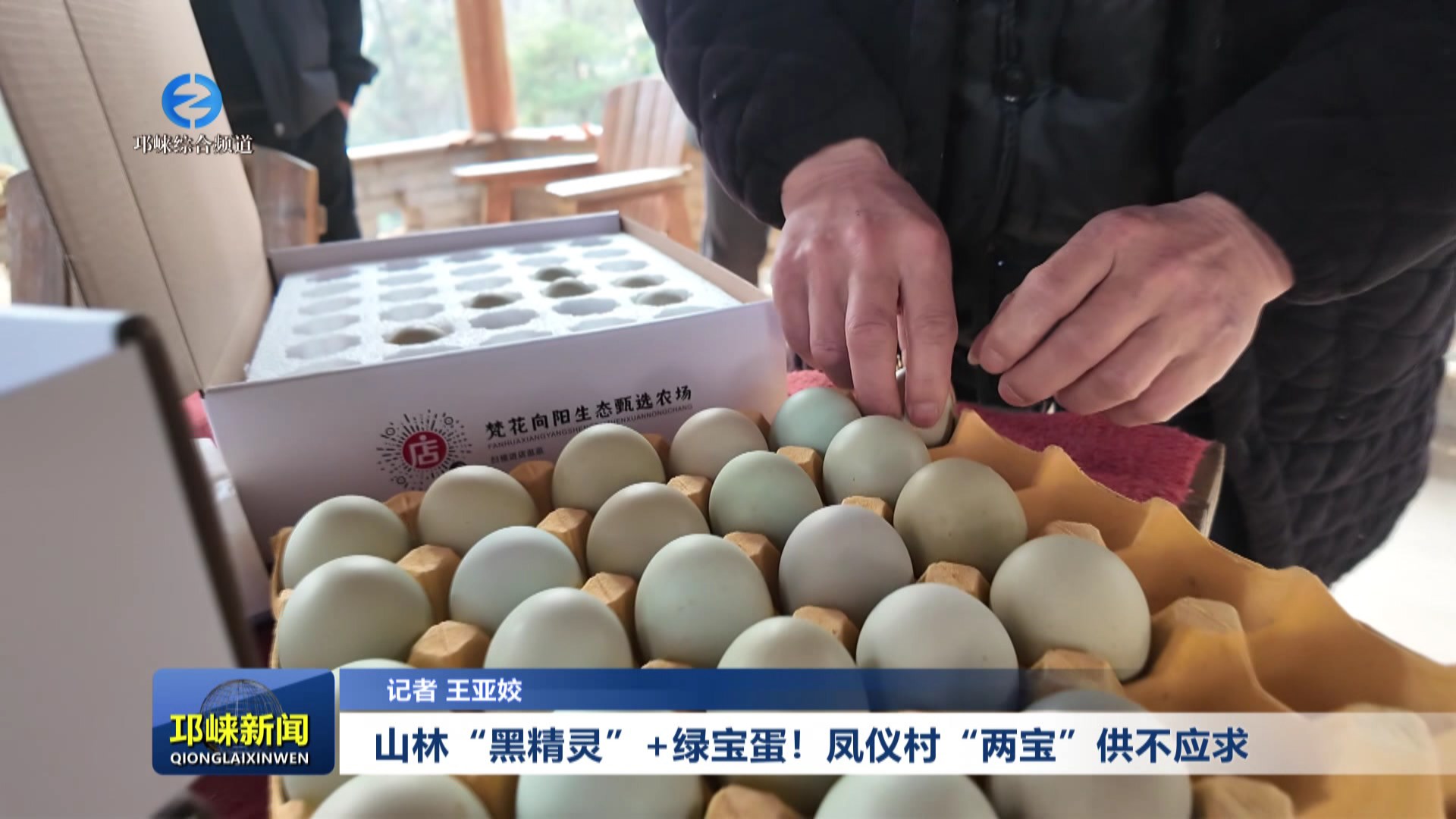 【20260114】山林“黑精灵”+绿宝蛋  凤仪村“两宝”供不应求