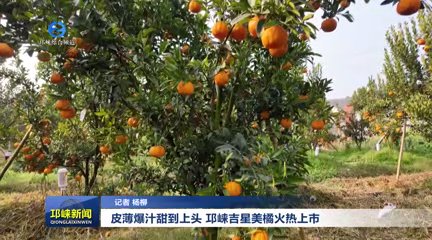 【20260119】皮薄爆汁甜到上头 邛崃吉星美橘火热上市