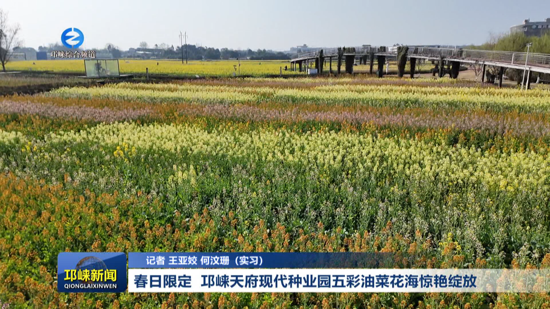 【20260225】春日限定  邛崃天府现代种业园五彩油菜花海惊艳绽放