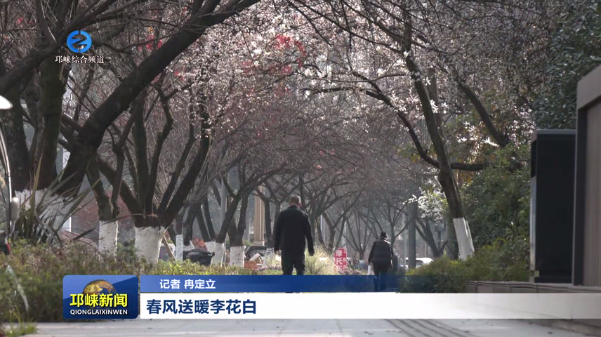 【20260226】春风送暖李花白