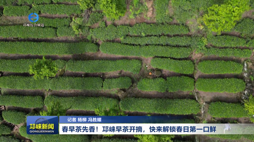 【20260226】春早茶先香！邛崃早茶开摘，快来解锁春日第一口鲜