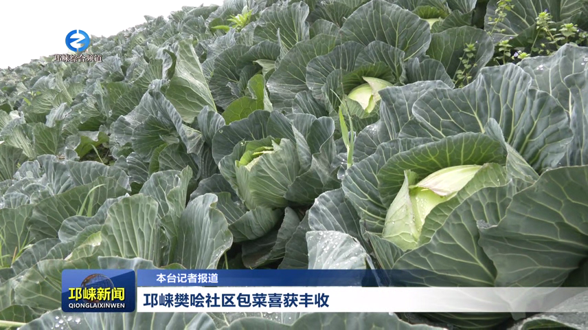 【20260304】邛崃樊哙社区包菜喜获丰收