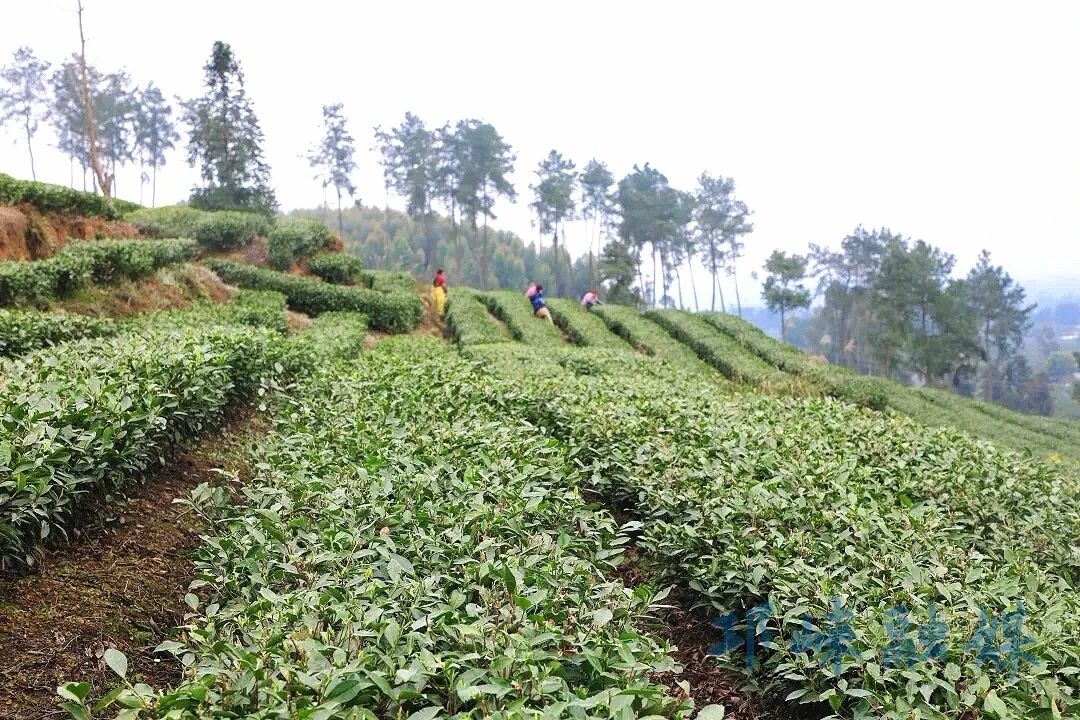 邛崃春茶采摘正当时，自动化生产线“提速”海外订单