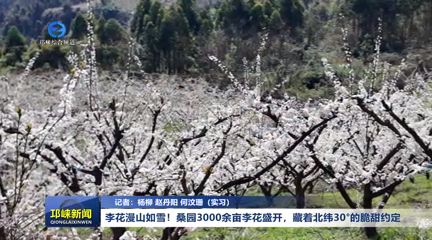 【20260305】李花漫山如雪！桑园3000余亩李花盛开，藏着北纬30°的脆甜约定