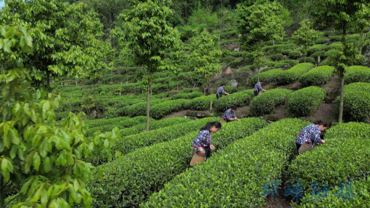 春茶吐新绿，火井镇茶产业双线发力促振兴