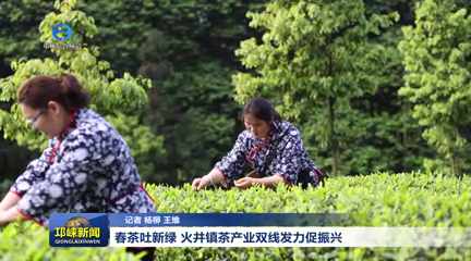 【20260311】春茶吐新绿 火井镇茶产业双线发力促振兴