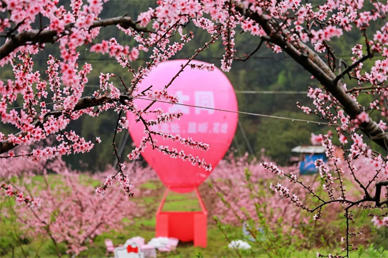 千亩桃林迎客来！邛崃大同桃花踏春游启幕 赋能春日经济
