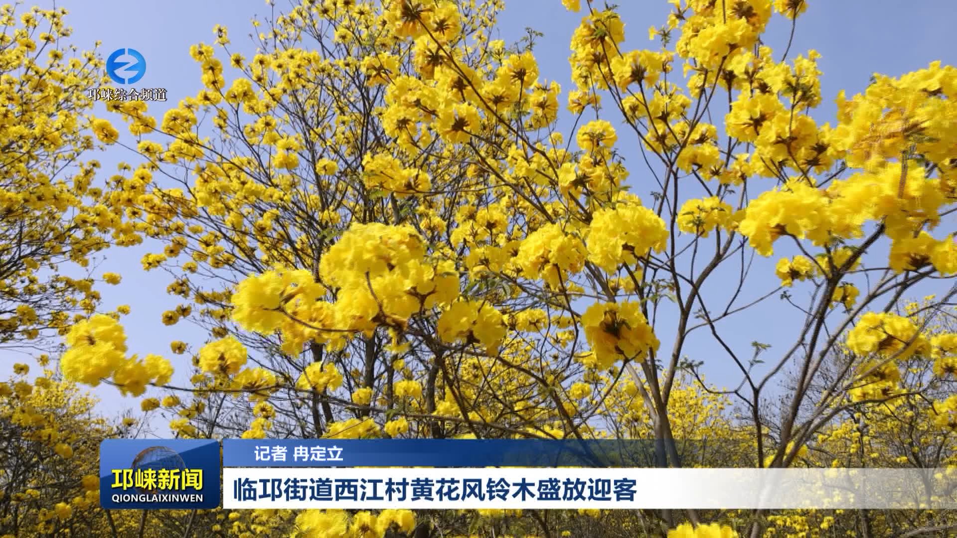 【20260408】临邛街道西江村黄花风铃木盛放迎客