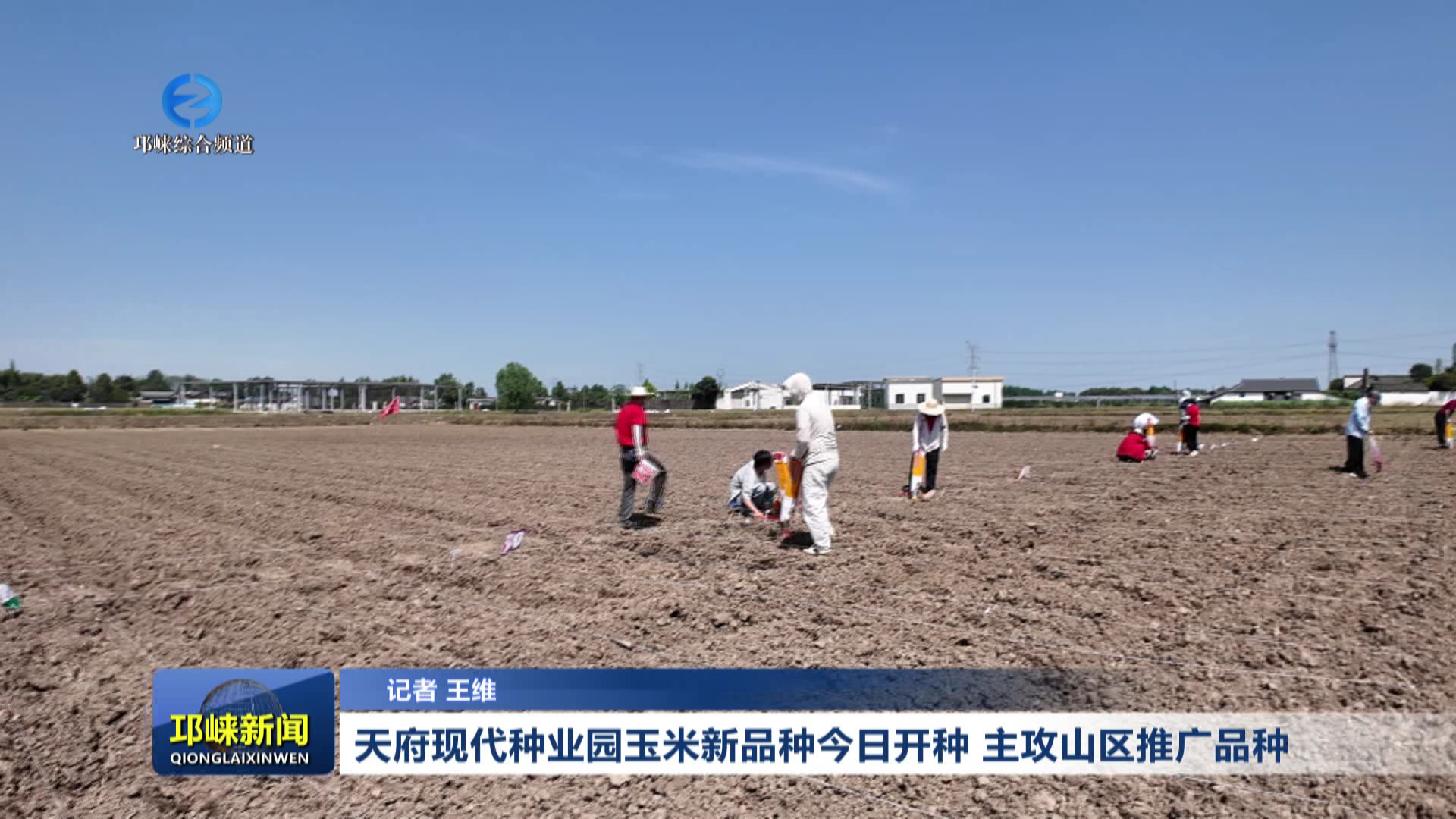 【20260409】天府现代种业园玉米新品种今日开种 主攻山区推广品种