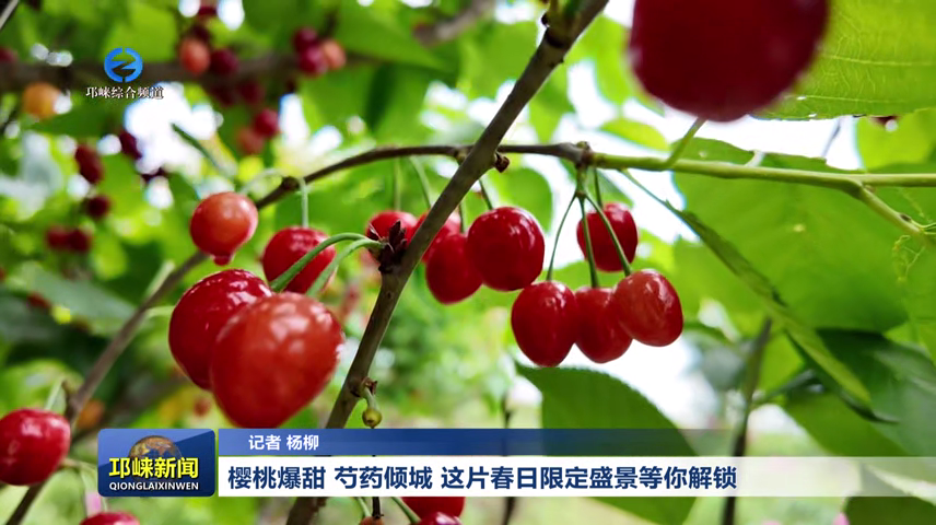 【20260415】樱桃爆甜 芍药倾城  这片春日限定盛景等你解锁