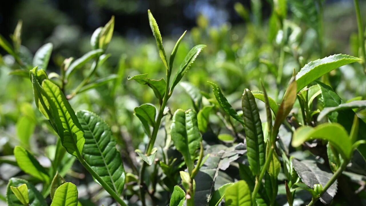 邛崃孔家山千亩老川茶变身致富“金叶子”