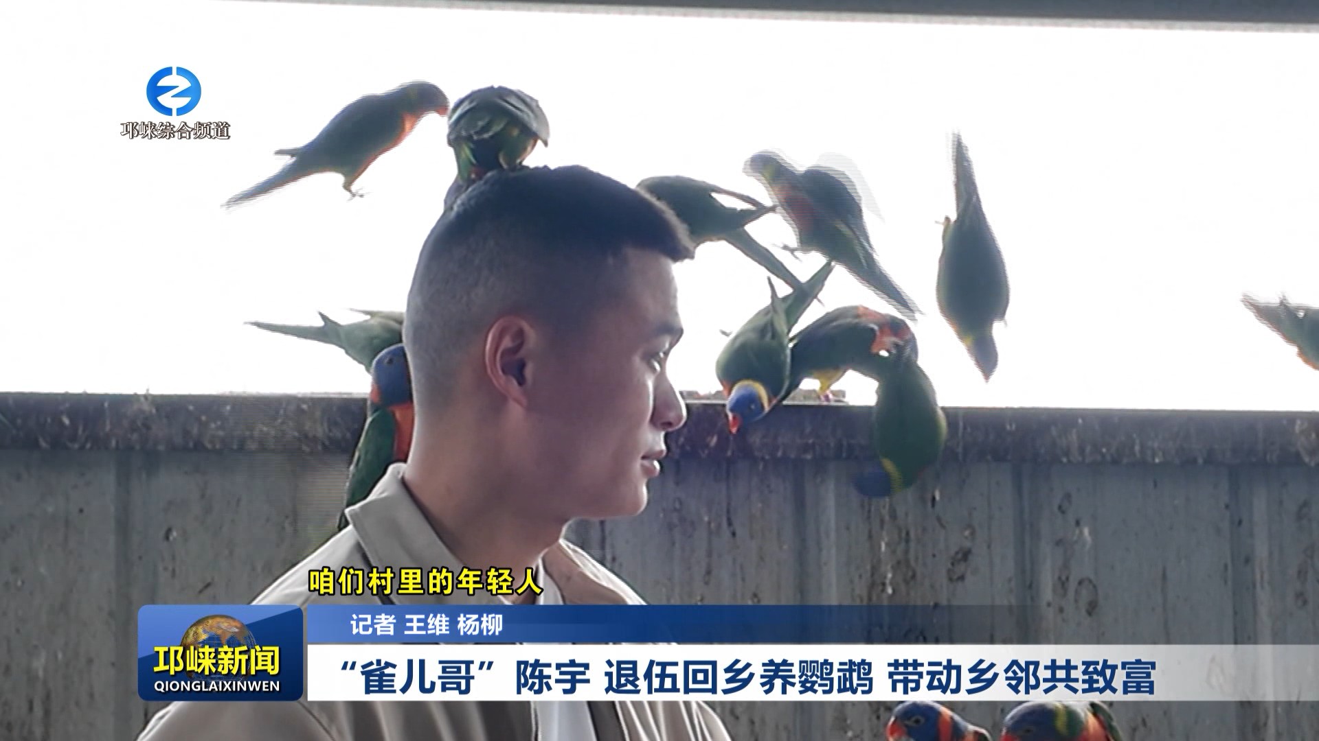 【20260423】咱们村里的年轻人丨“雀儿哥”陈宇：退伍回乡养鹦鹉，带动乡邻共致富