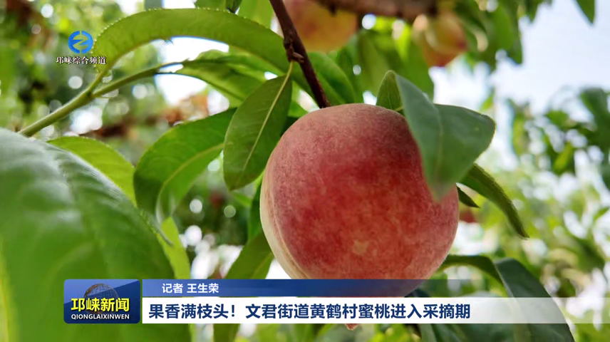 【20260513】果香满枝头！文君街道黄鹤村蜜桃进入采摘期~