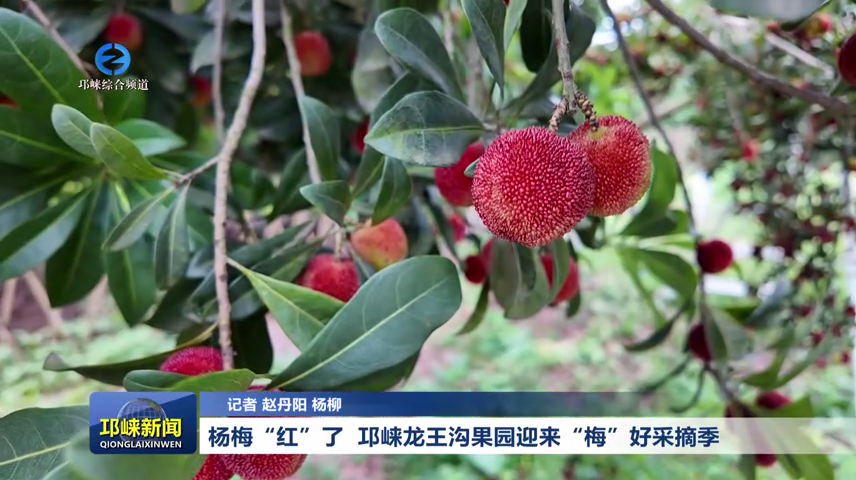 【20260609】杨梅“红”了   邛崃龙王沟果园迎来“梅”好采摘季