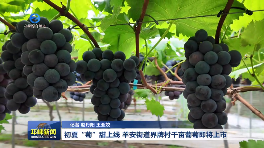 【20260618】初夏“萄”甜上线！羊安街道界牌村千亩葡萄即将上市