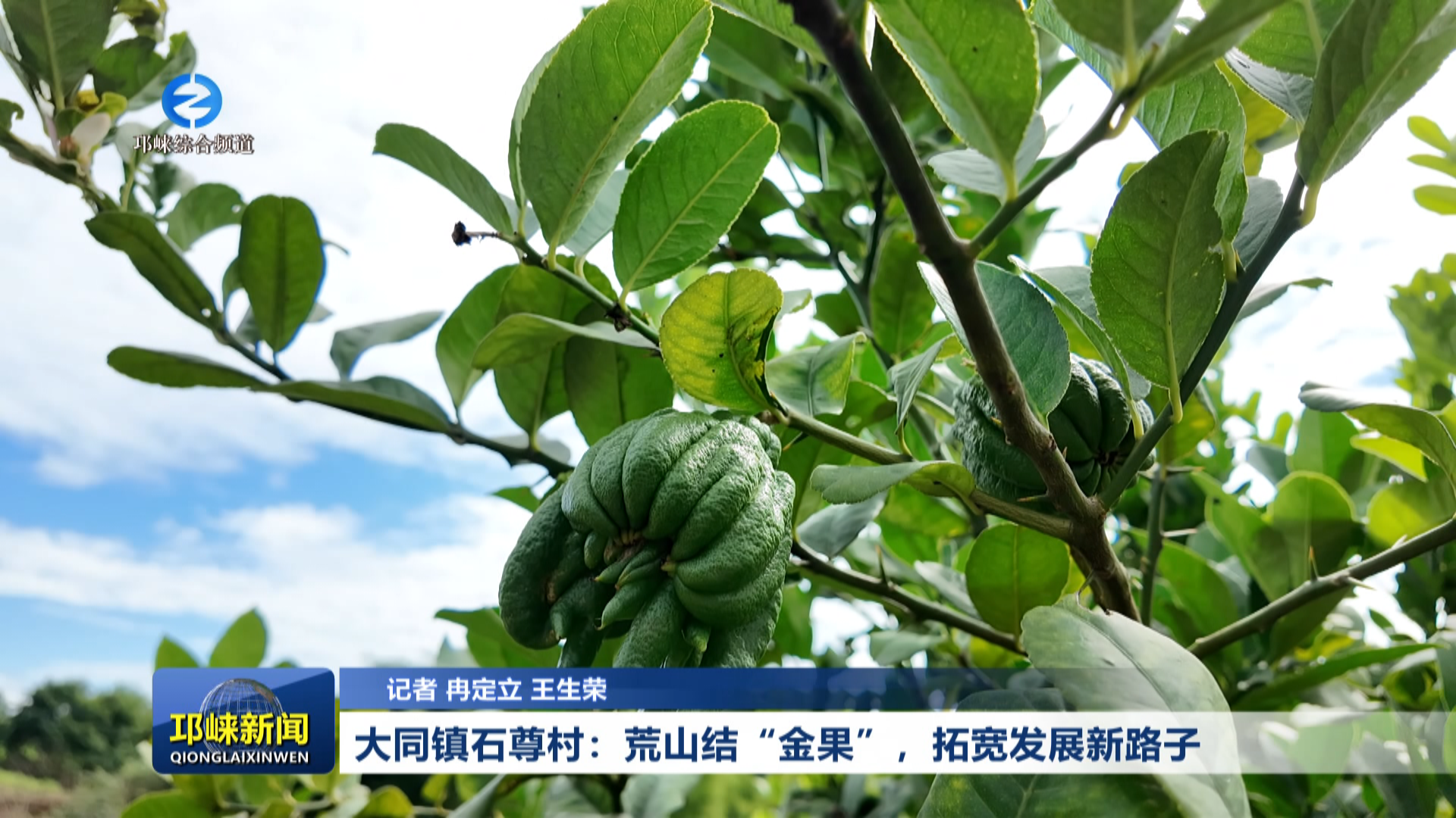 【20260622】大同镇石尊村：荒山结“金果”，拓宽发展新路子
