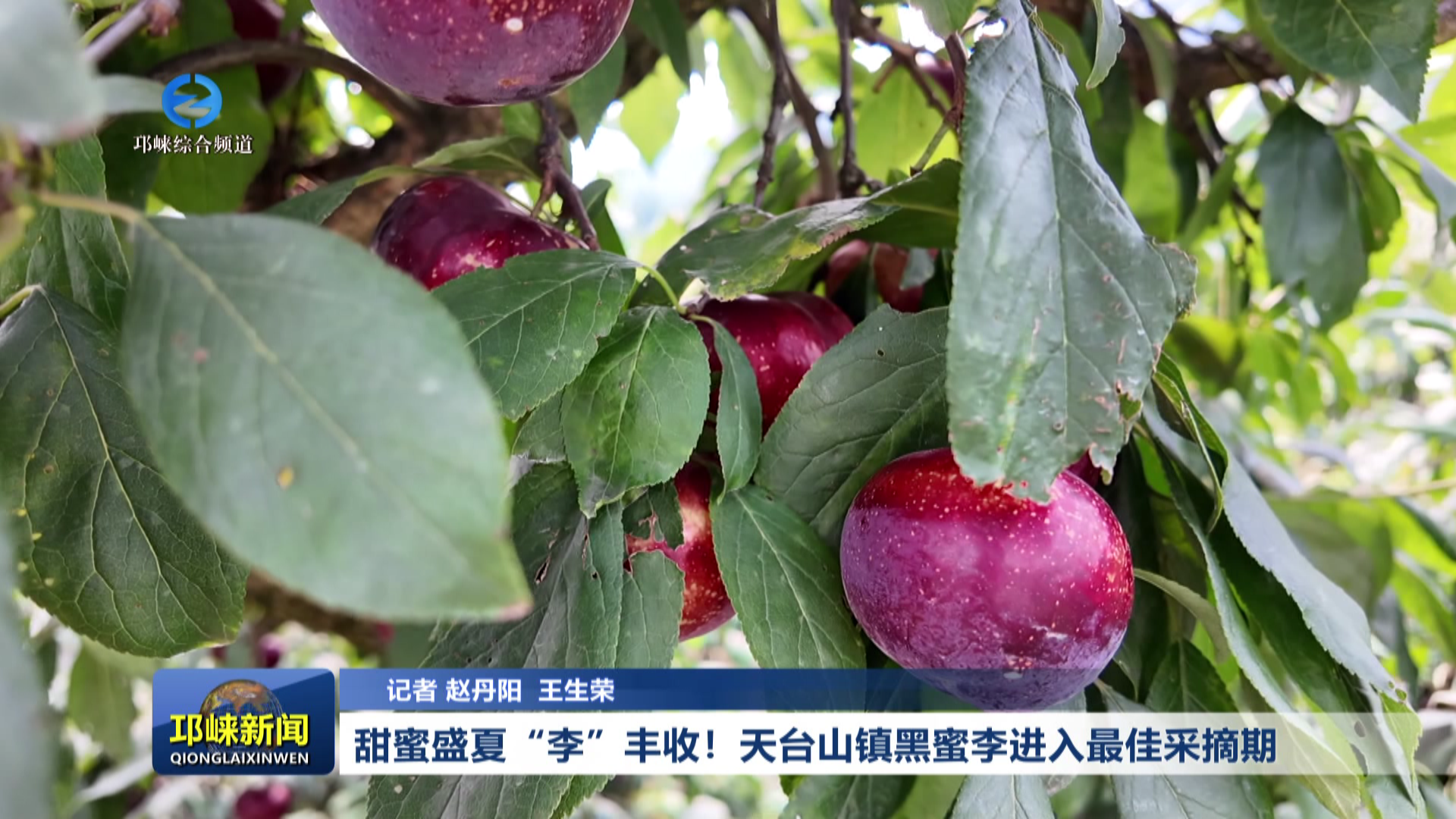 【20260709】甜蜜盛夏“李”丰收！天台山镇黑蜜李进入最佳采摘期