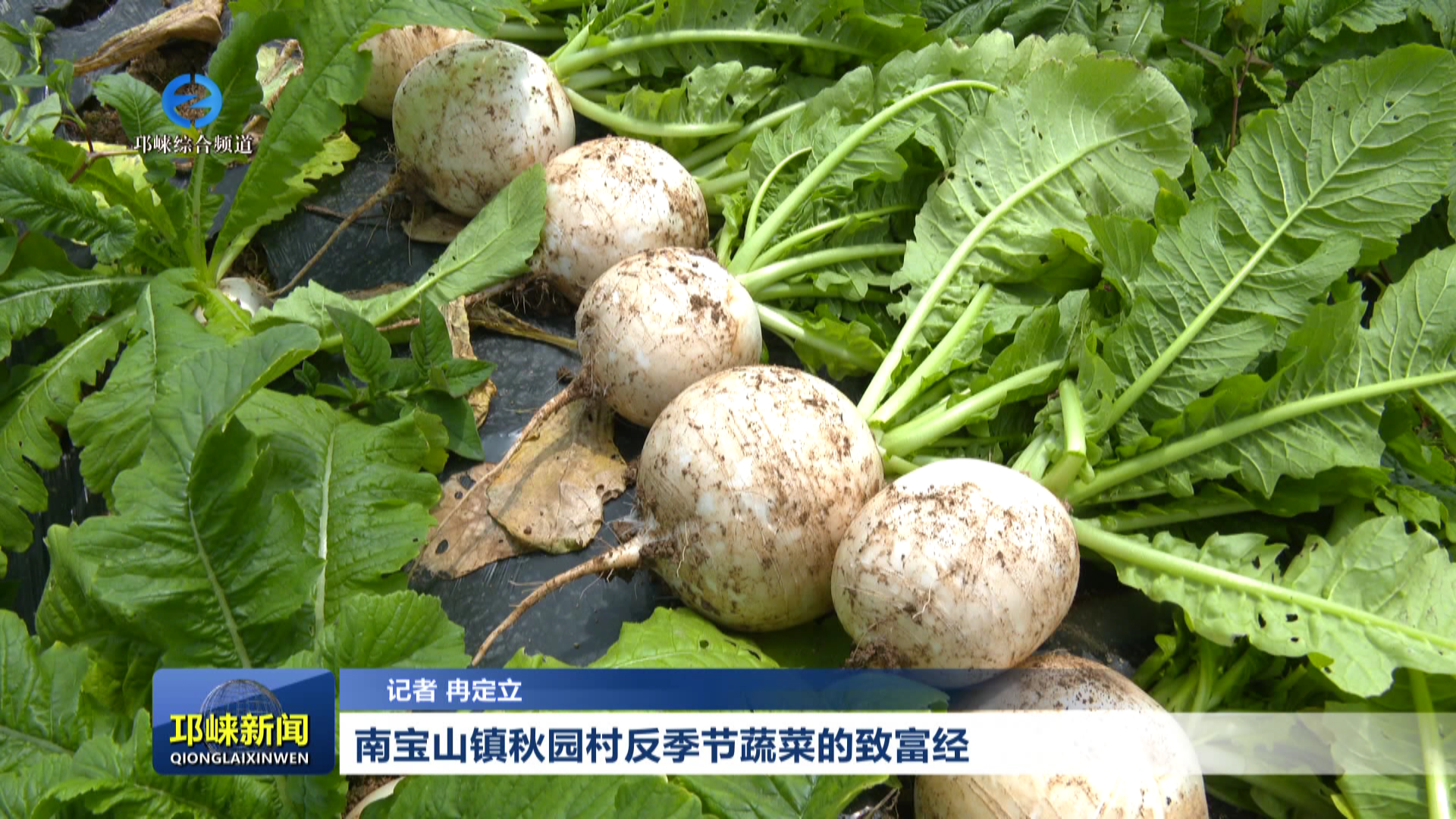 【20260709】南宝山镇秋园村反季节蔬菜的致富经