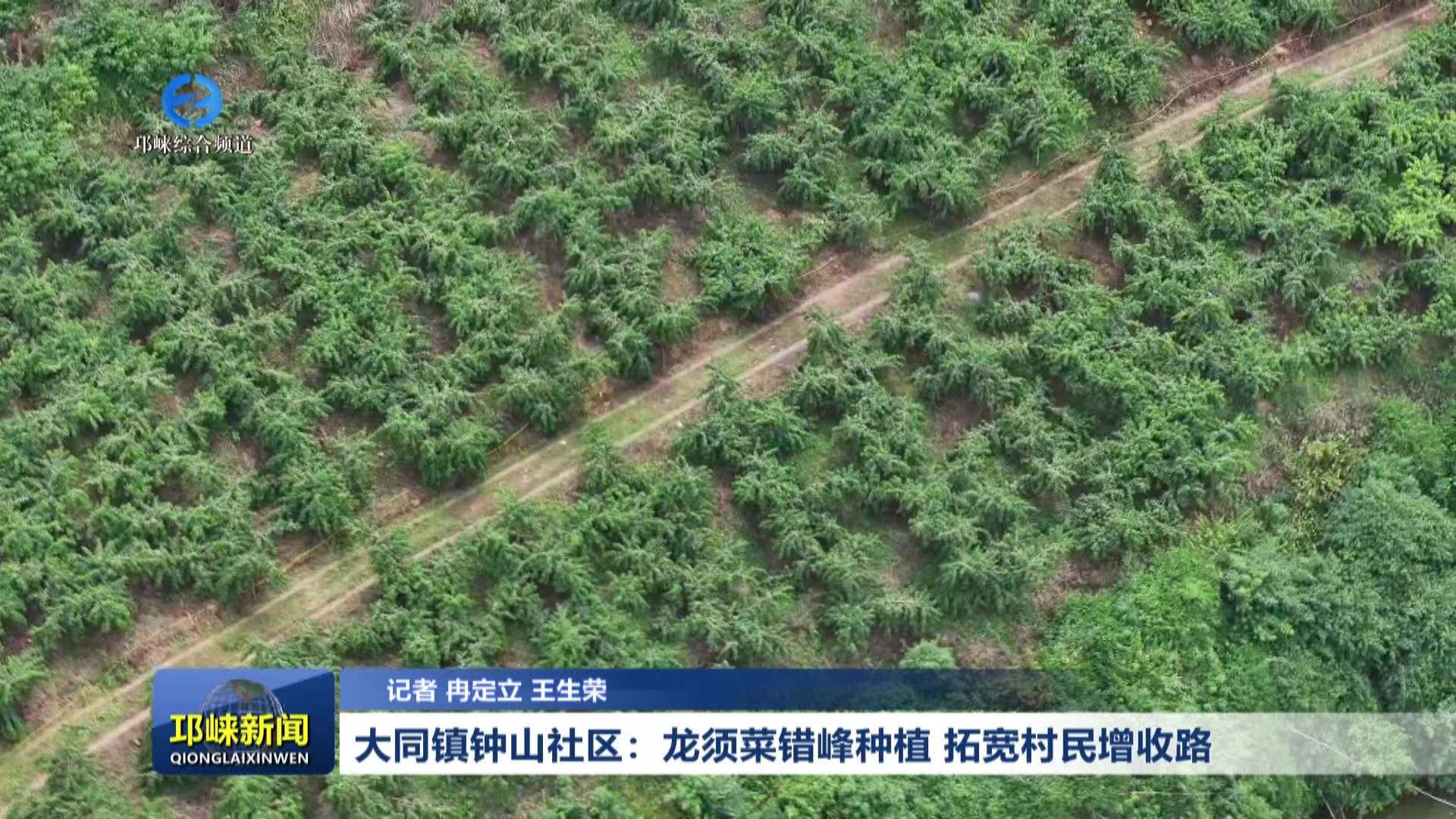 【20260720】大同镇钟山社区：龙须菜错峰种植 拓宽村民增收路