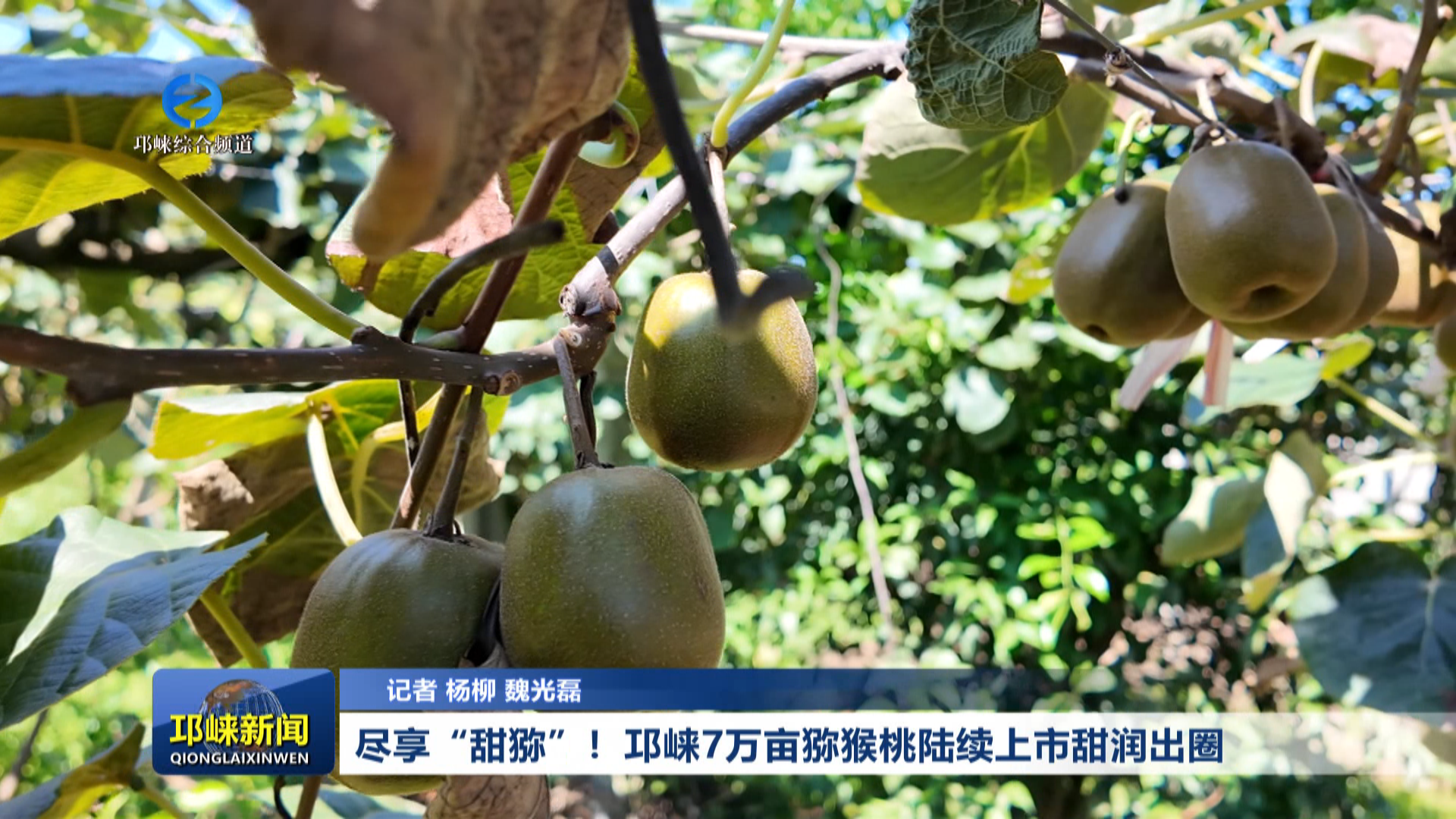 【20260803】尽享“甜猕”！邛崃7万亩猕猴桃陆续上市甜润出圈