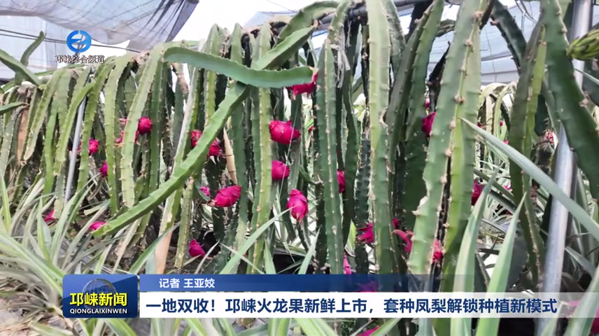 【20260813】一地双收！邛崃火龙果新鲜上市，套种凤梨解锁种植新模式