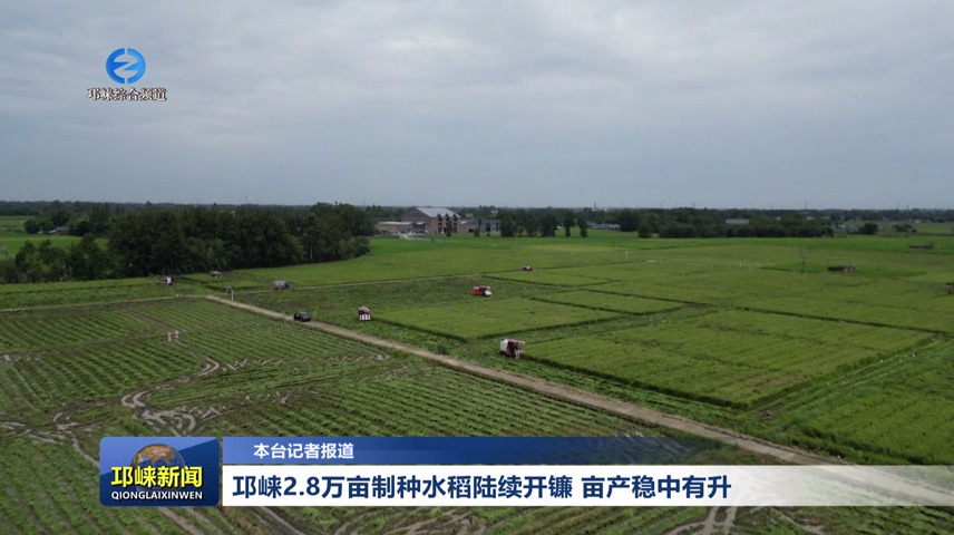 【20260820】邛崃2.8万亩制种水稻陆续开镰 亩产稳中有升