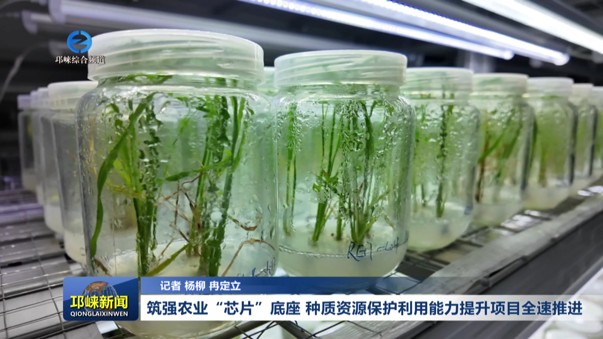 【20260903】筑强农业“芯片”底座 种质资源保护利用能力提升项目全速推进