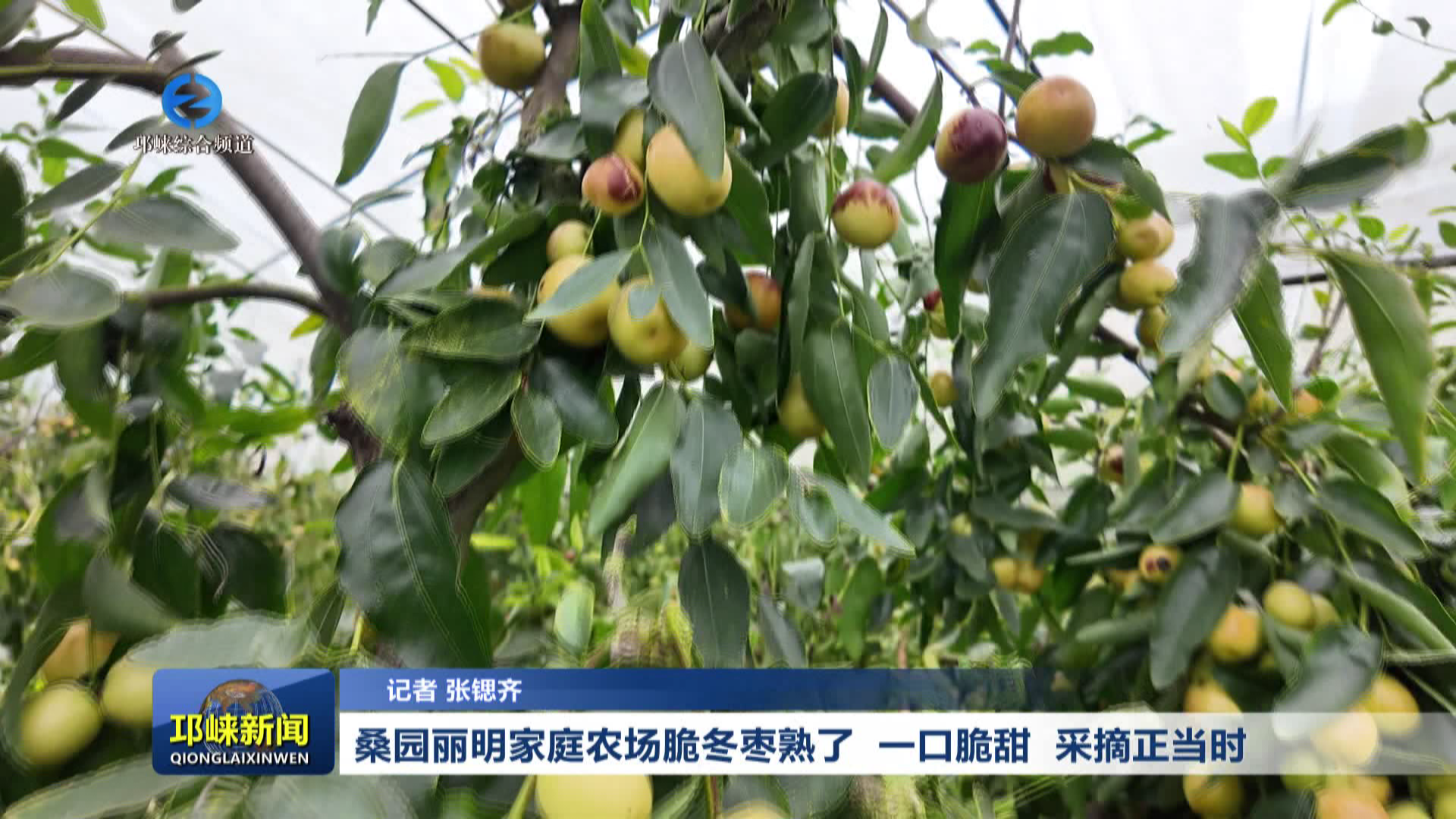 【20261013】桑园