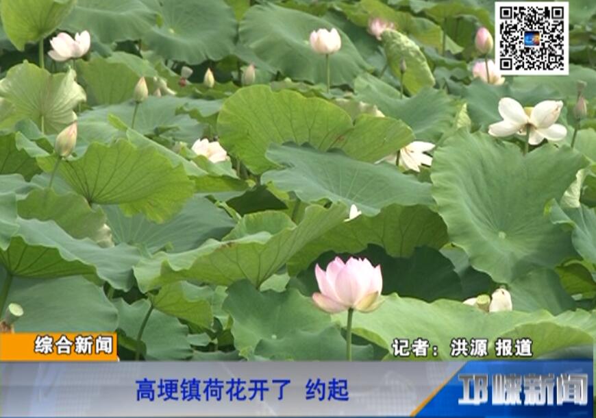 【20180613】高埂镇荷花开了 约起
