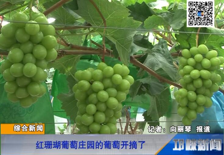 【20180724】红珊瑚葡萄庄园的葡萄开摘了