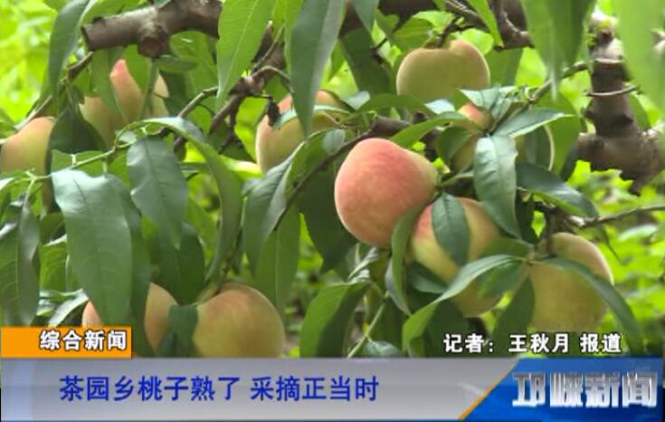 【20180731】茶园乡桃子熟了 采摘正当时