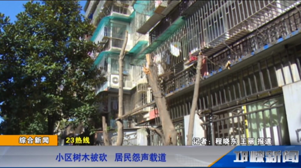【20181026】小区树木被砍 居民怨声载道