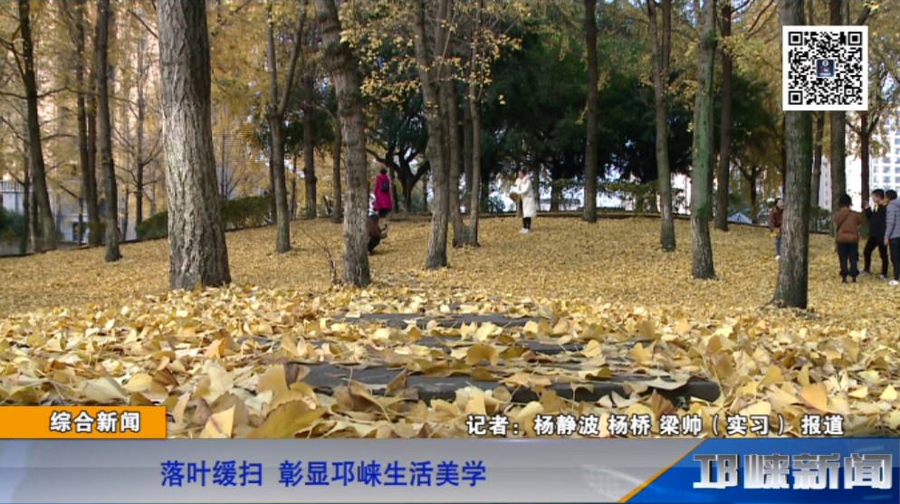 【20181203】落叶缓扫 彰显邛崃生活美学
